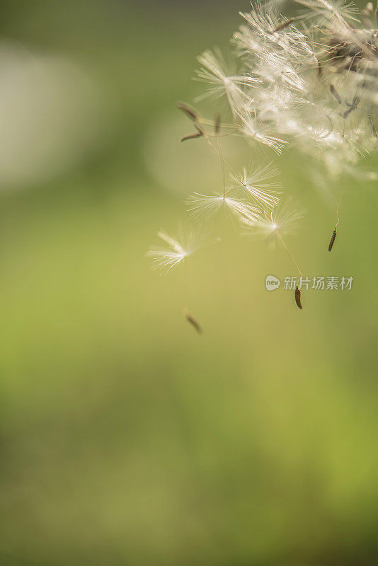 蒲公英(Taraxacum officinale)种子放飞